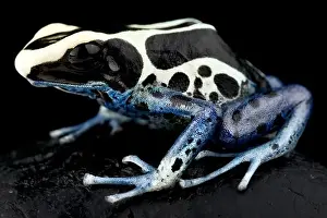 Dyeing poison dart frog (Dendrobates tinctorius) Patricia