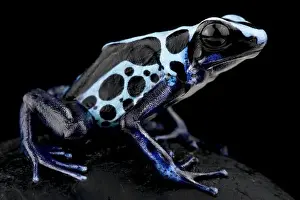 Terrestrial Prints: Dyeing poison dart frog (Dendrobates tinctorius) True Sipilawini