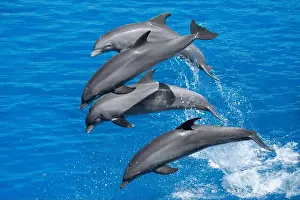 Aquatic Life Prints: Dynamic Atlantic Bottlenose Dolphins Leaping in the Sea