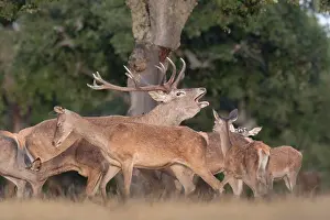 Rural Landscape Prints: Dynamic wildlife action shot of a dominant red deer stag raising his head to roar