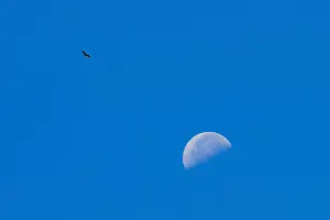 Nevada Prints: Eagle, big half moon saw in Red Rock Canyon at Nevada