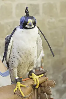 Talons Prints: Eagle with her eyes covered prey in falconry show