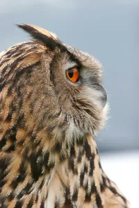 Strigiformes Prints: eagle owl