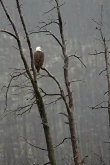 Bird Of Prey Prints: Eagle perched under the rain