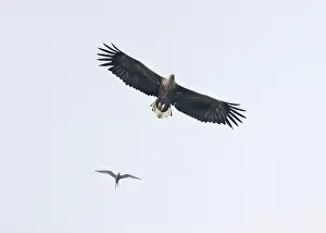 British Wildlife Prints: Eagle white-tailed (Haliaeetus albicilla)