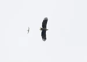 British Wildlife Prints: Eagle white-tailed (Haliaeetus albicilla)