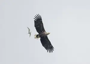 British Wildlife Prints: Eagle white-tailed (Haliaeetus albicilla)