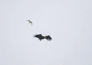 British Wildlife Prints: Eagle white-tailed (Haliaeetus albicilla)