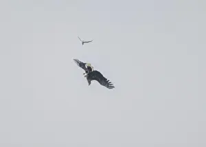British Wildlife Prints: Eagle white-tailed (Haliaeetus albicilla)