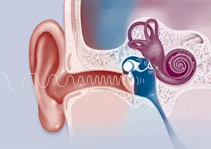 Sensitive Prints: EAR, DRAWING