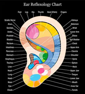 Hear Prints: Ear reflexology chart with accurate description of the corresponding internal organs and body parts