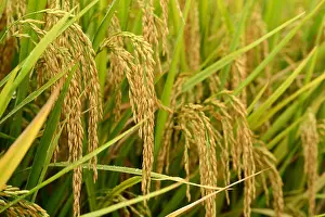 Plow Prints: Ear of rice