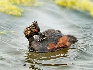 Duck Pond Prints: Eared Grebe Canada