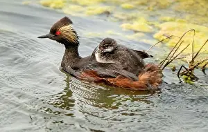 Duck Pond Prints: Eared Grebe Canada