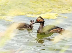 Duck Pond Prints: Eared Grebe Canada