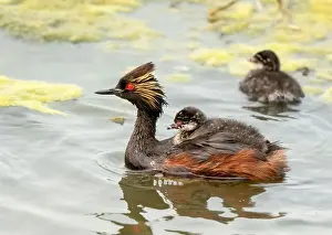 Duck Pond Prints: Eared Grebe Canada