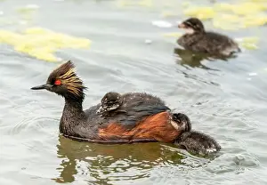 Duck Pond Prints: Eared Grebe Canada