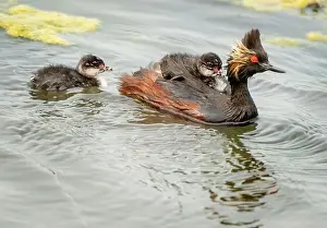 Duck Pond Prints: Eared Grebe Canada