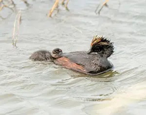 Duck Pond Prints: Eared Grebe Canada