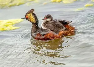 Duck Pond Prints: Eared Grebe Canada