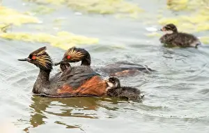 Duck Pond Prints: Eared Grebe Canada