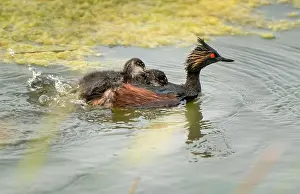 Duck Pond Prints: Eared Grebe Canada