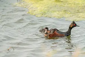 Duck Pond Prints: Eared Grebe Canada