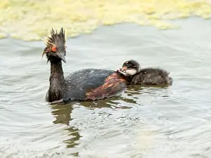 Duck Pond Prints: Eared Grebe Canada
