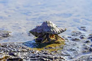 Early afternoon shot of a hermit crab on the beach