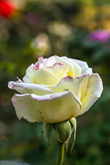 Early morning beautiful rose flower garden