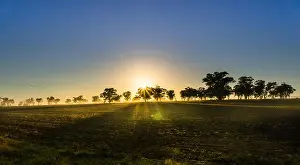Early Morning Prints: Early Morning sun raise with foggy going through the trees in Australian outback with fresh cropped fields