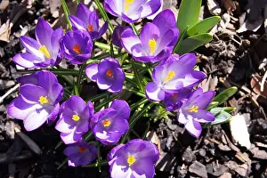 New Life Prints: Early Spring purple crocuses (Crocus sativus) and other green shoots in an Ottawa garden