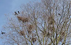 Variegated Prints: In early spring, a variety of birds fly and stand on the branches of a tree near their nests