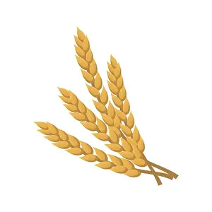 Barley Prints: Ears of golden wheat isolated on white - Vector