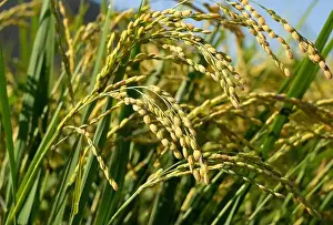 Paddy Prints: Ears of rice and blue sky