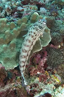 Distinctive Prints: An earspot sand perch (Parapercis clathrata) with distinctive patterns resting on coral