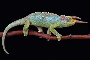 Chamaeleo Prints: East African three horned chameleon (Trioceros jacksonii merumontanus)