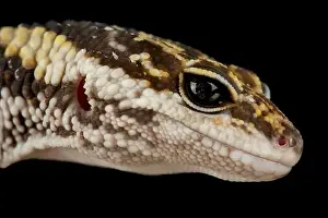 Leopard Gecko Prints: East Indian leopard gecko (Eublepharis hardwickii)