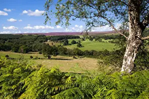 Heather Prints: East Moors and Pockley Moor from Cowhouse Bank wood North York Moors national park North Yorkshire
