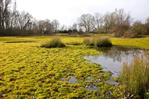 Pits Prints: The East Scrub at Paxton Pits Nature Reserve