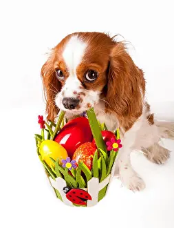 Cavalier Prints: Easter eggs in basket with easter dog