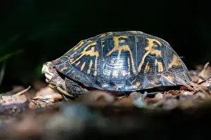 Red Eyes Prints: Eastern box turtle (Terrapene carolina carolina) - Brevard, North Carolina, USA