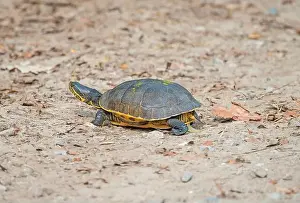 South Carolina Prints: Eastern Chicken Turtle on a Coastal Trail in the Ernest F