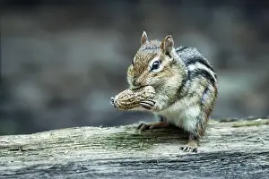 Wildlife Animals Prints: Eastern chipmunk eating a peanut in the forest