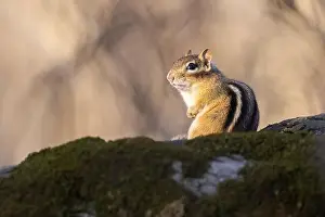 Eastern Chipmunk Prints: eastern chipmunk (Tamias striatus) in spring