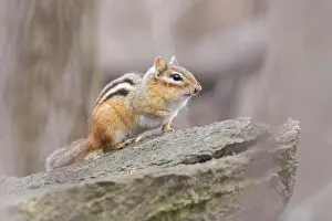 Eastern Chipmunk Prints: eastern chipmunk (Tamias striatus) in spring