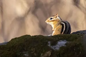 Eastern Chipmunk Prints: eastern chipmunk (Tamias striatus) in spring