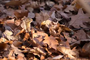Stag Prints: Eastern Chipmunk (Tamias Tamias) spotted outdoors in the wild