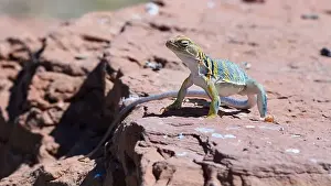 Red Rock Prints: Eastern Collared Lizard (Crotaphytus collaris) in rocky habitat of Southern Utah