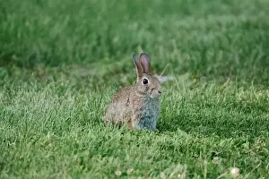 eastern cottontail rabbit